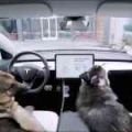 Tesla's new Dog Mode turns on the aircon for unattended pets image