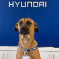 Yes, this dog helps to sell cars for Hyundai image