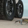 New Hummer EV can move sideways, just like a crab image