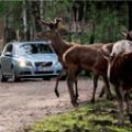Volvo Car Corporation developing technology to avoid collisions with wild animals image
