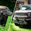 Toyota PH partners with DENR to support Tamaraw conservation image