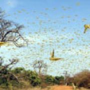 Volvo Cars Turns to Locust Swarms for Future Safety Solutions image