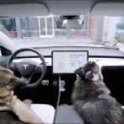 Tesla's new Dog Mode turns on the aircon for unattended pets image