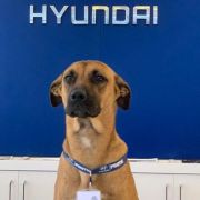 Yes, this dog helps to sell cars for Hyundai image