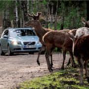 Volvo Car Corporation developing technology to avoid collisions with wild animals image