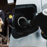 Dairy driven: Milk-based ethanol fuel being developed in US image