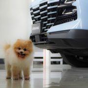 Jetour Auto PH dealerships are now pet-friendly places image