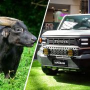 Toyota PH partners with DENR to support Tamaraw conservation image