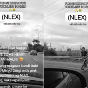 Driver stops in the middle of NLEX to move dog, endangers motorists image
