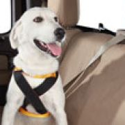 Pet safety travel tips from Ford image