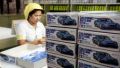 Making plastic fantastic: A tour of Tamiya's Cebu factory image