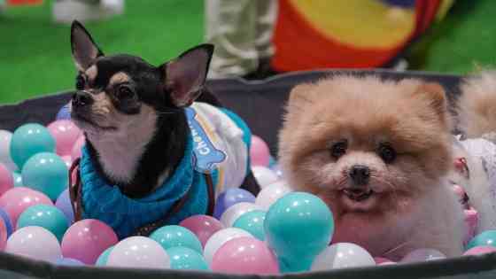 Jetour Auto PH holds first-ever Furry Friends pet day image