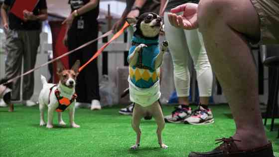 Jetour Auto PH holds first-ever Furry Friends pet day image