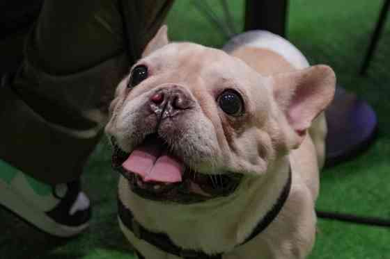 Jetour Auto PH holds first-ever Furry Friends pet day image