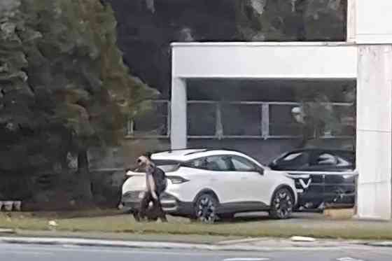 Spotted: 2024 Kia Sportage image