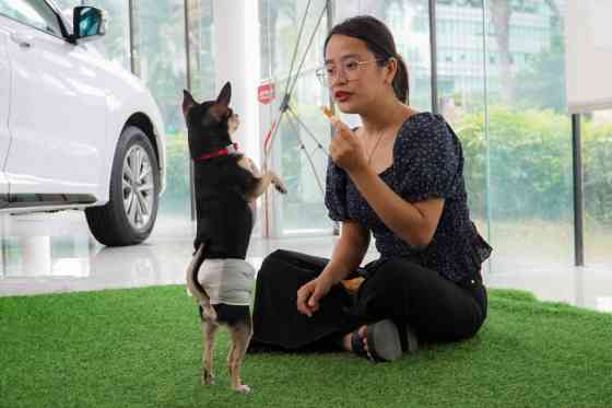 Jetour Auto PH dealerships are now pet-friendly places image