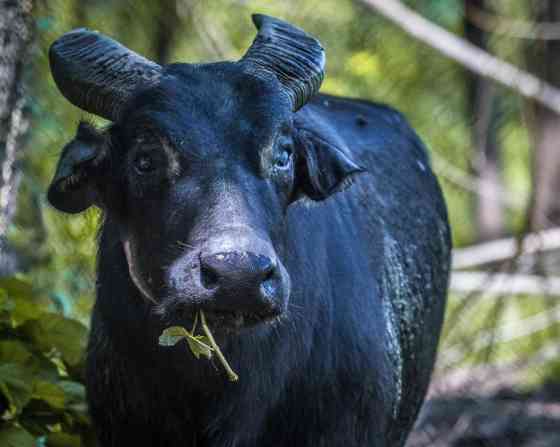 Toyota PH partners with DENR to support Tamaraw conservation image