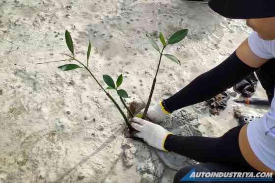 Toyota PH successfully holds National Coastal Cleanup & Mangrove Planting Day image