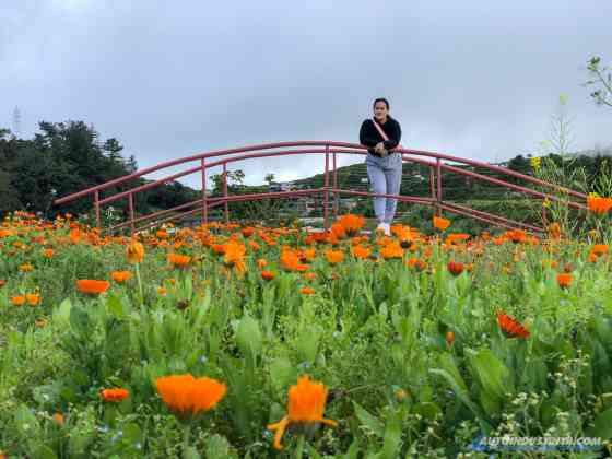 Enjoying the cold North Luzon weather onboard the GWM Cannon SLUX 4x4 image