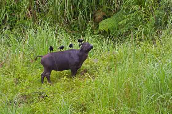 PHP 500K in gear, Tamaraw given to wildlife conservationists by Toyota PH image