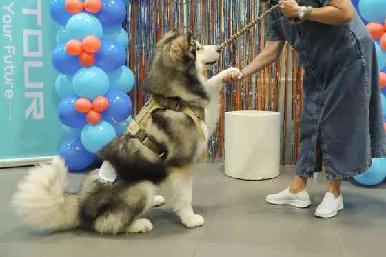 Jetour Auto PH celebrates 2nd Annual Media Pet Day image