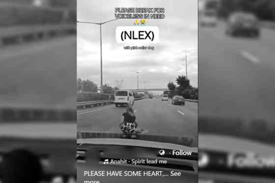 Driver stops in the middle of expressway to move dog, endangers motorists image