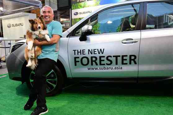 Driving with a dog: four important tips from Cesar Millan image