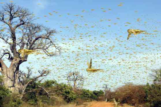Volvo Cars Turns to Locust Swarms for Future Safety Solutions image