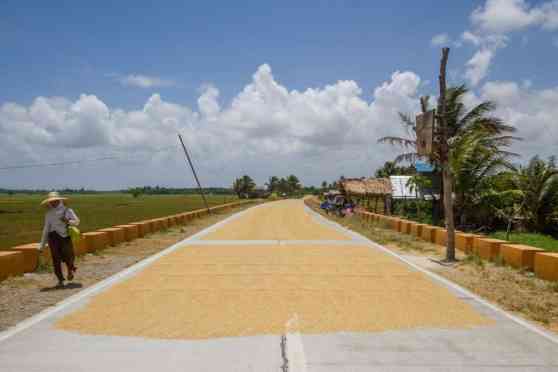 DPWH: Drying palay on the road will result in fine, jail time image