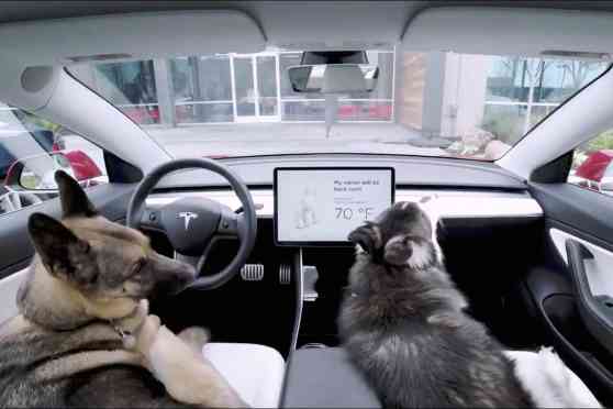 Tesla's new Dog Mode turns on the aircon for unattended pets image