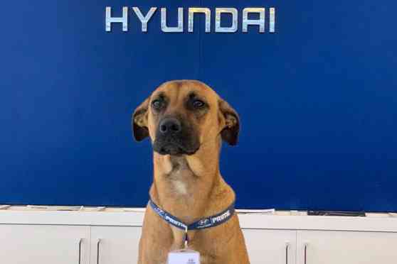 Yes, this dog helps to sell cars for Hyundai image