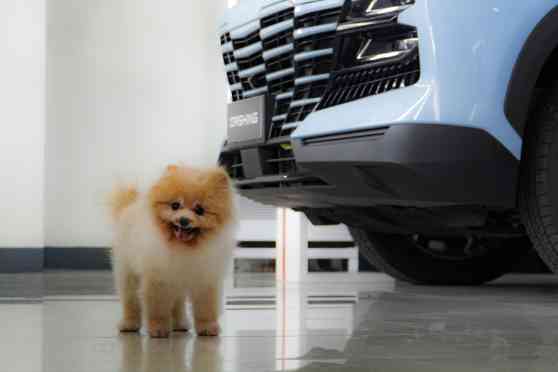 Jetour Auto PH dealerships are now pet-friendly places image