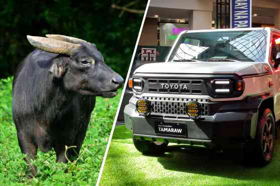 Toyota PH partners with DENR to support Tamaraw conservation image