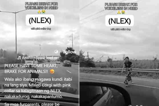 Update: LTO issues SCO to driver; NLEX says sudden stop high risk to road users image