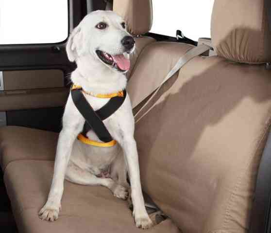 Pet safety travel tips from Ford image