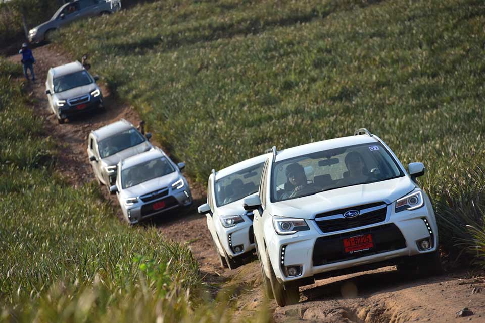 Sea of Subaru Foresters
