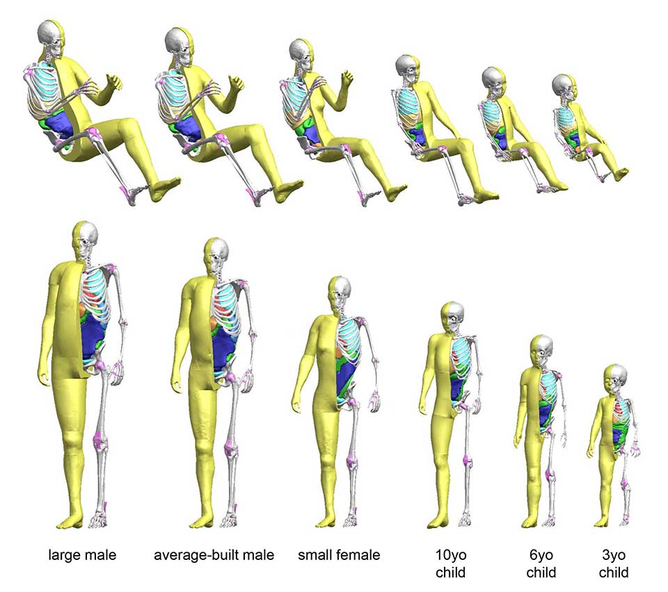 THUMS Version 4 models