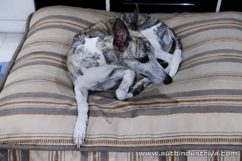 Cesar Millan on driving with your dog