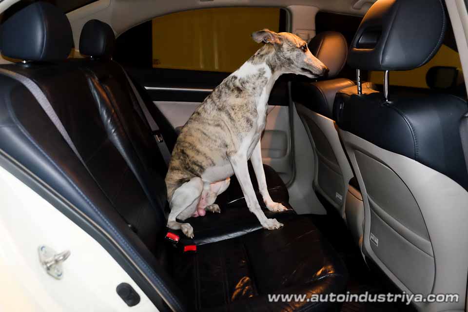 Cesar Millan on driving with your dog