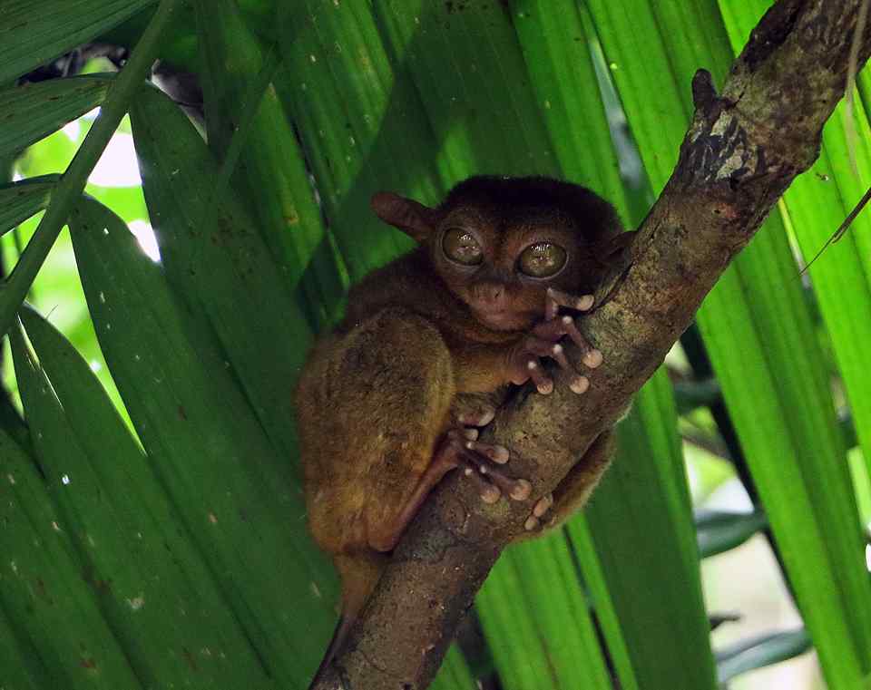 Sun, Sand, Steady: Enjoying the vibe of Panglao
