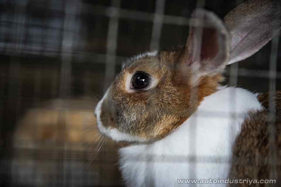 An All-Organic Road Trip: Costales Nature Farm with the Ford Ranger FX4