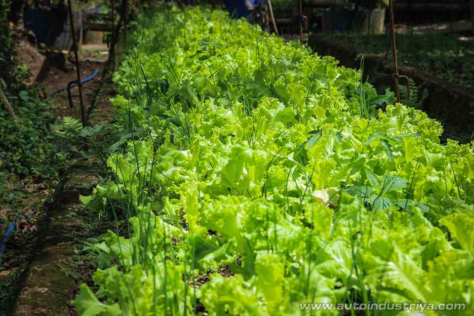 An All-Organic Road Trip: Costales Nature Farm with the Ford Ranger FX4